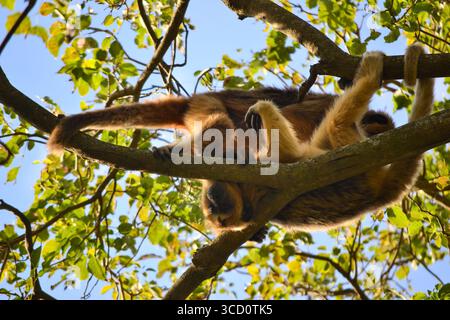 Un paio di scimmie urlatrici nere su un albero, Pilar, Paraguay Foto Stock