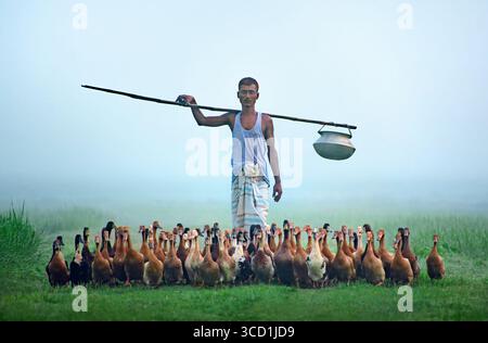 Bogura, Bangladesh - 29 settembre 2018: Vista di un contadino che porta un giogo e un vaso, in mezzo a un gregge di anatre, la scena dipinta con le sfumature tenui dell'alba. Foto Stock