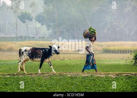 Bogura, Bangladesh - 27 novembre 2017: Vista di una scena rurale in cui un agricoltore porta un cesto sulla testa accanto a una mucca, tra campi verdeggianti e alberi lontani. Foto Stock