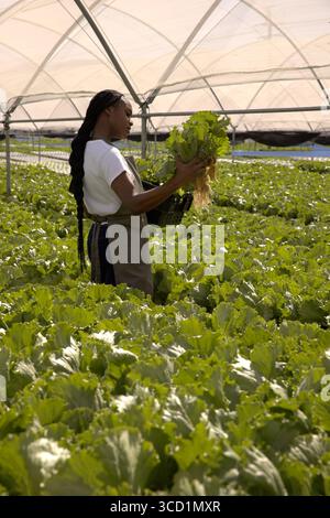 Donna afroamericana che raccoglie la lattuga in serra, tiene la lattuga e il cesto di raccolta Foto Stock