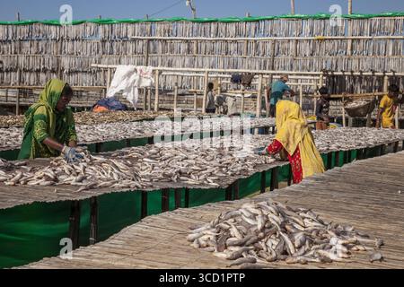 Cox's Bazar, Bangladesh - 29 novembre 2022: Veduta delle donne in un vivace saris, specie di pesci che si seccano al sole su piattaforme di legno intemperie vicino alla costa. Foto Stock