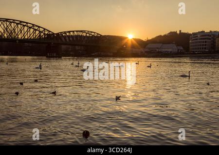 Gabbiani e cigni sulla riva del fiume Moldava a Praga con un sereno tramonto invernale arancione al tramonto Foto Stock