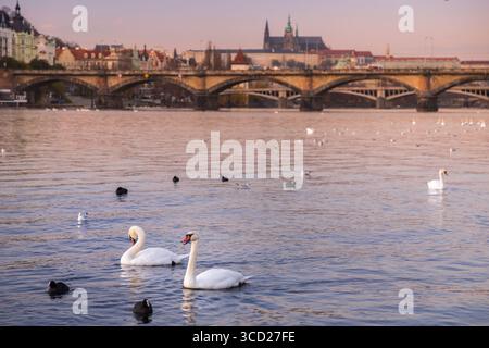 Gabbiani e cigni sul fiume Moldava a Praga con un sereno tramonto invernale arancione con il castello di Praga e il Ponte Carlo sullo sfondo Foto Stock