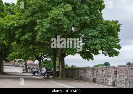 Persone che camminano sulla piattaforma delle mura di Derry sotto gli alberi di acero della vite con foglie verdi lussureggianti, Derry, County Londonderry, Irlanda del Nord, Foto Stock