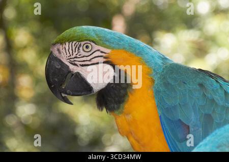Blu vibrante e Macao giallo arroccato su sfondo naturale sfocato Foto Stock