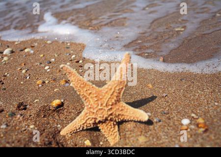 Primo piano di stelle marine sulla spiaggia di fronte alla marea. Concetto di buona estate. Stella del mare in una luminosa luce diurna su una spiaggia Foto Stock