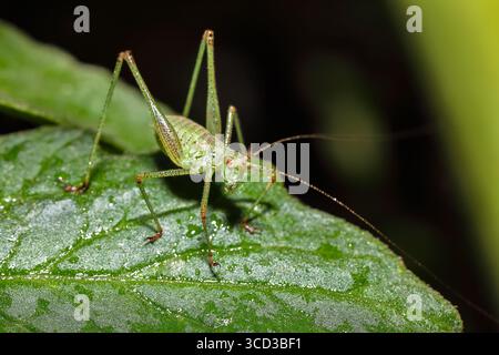 Incredibile immagine ravvicinata della cavalletta sull'erba con sfondo sfocato. Vista macro Grasshopper. Foto Stock