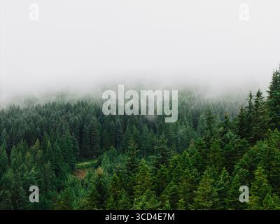 Vista aerea del paesaggio sopra una foresta di pini con fitto bosco in una giornata fredda con nebbia bassa e spazio per copiare Foto Stock