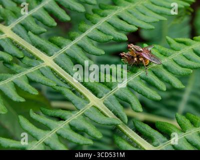 Due mosche si stanno accoppiando su una fronte di felce verde brillante. La vista è ravvicinata, mostrando i dettagli della felce e degli insetti. Il fogliame rigoglioso circonda il pa di accoppiamento Foto Stock