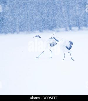 Un paio di gru a corona rossa atterrano sulla neve , hokkaido , giappone Foto Stock