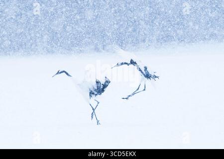 Un paio di gru a corona rossa atterrano sulla neve , hokkaido , giappone Foto Stock