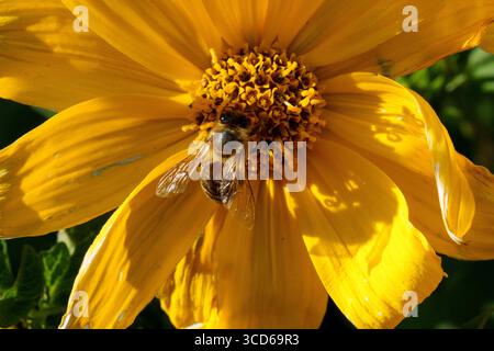 Un'ape del miele europea (Apis mellifera) raccoglie il polline dagli stami di un fiore di Helianthus in un giardino suburbano a sud di Londra, il 7 agosto 2019, a Londra, Inghilterra. Le api, in particolare le api solitarie selvatiche e le bombe, sono in grave declino a livello globale. Nel Regno Unito, abbiamo già perso circa 13 specie e altre 35 sono attualmente a rischio. La principale causa del declino delle api è l'intensificazione dell'agricoltura, aggravata dall'aumento dell'uso di pesticidi. Le api sono anche grandi indicatori di un ambiente sano e i cambiamenti nelle stagioni stanno sconvolgendo i tempi di fioritura e la disponibilità di Foto Stock