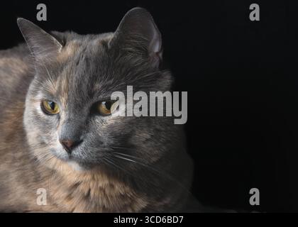 Ritratto ravvicinato di un bellissimo gatto diluito di tartarughe con occhi gialli, che guarda con calma lateralmente su uno sfondo nero. Foto Stock