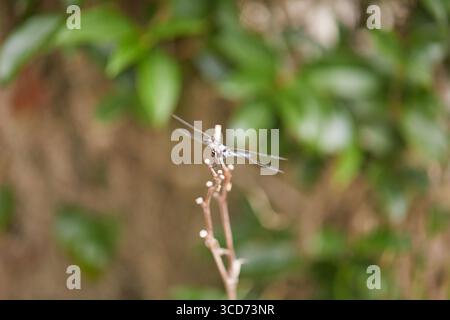 La libellula Blue dasher si appoggia su un ramoscello nel caldo estivo! Foto Stock