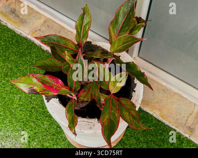 Una bella pianta di Aglaonema in vaso bianco, con le sue impressionanti foglie verdi e rosa, posta su un balcone con erba artificiale. Foto Stock