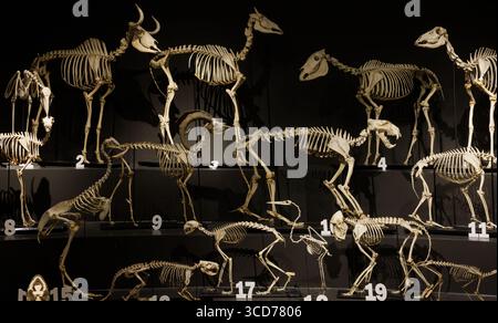 Collezione di scheletri di varie specie esposta al Museo Civico di storia naturale di Trieste Foto Stock