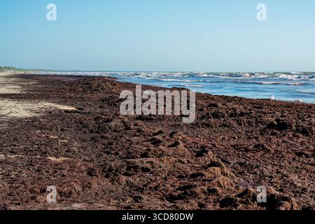 Grandi quantità di alghe bagnate a riva sulla costa del Mar Baltico, formando tumuli scuri lungo la spiaggia sotto un cielo azzurro Foto Stock