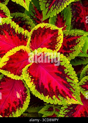 Close-up vivace di foglie di Coleus multicolori Foto Stock
