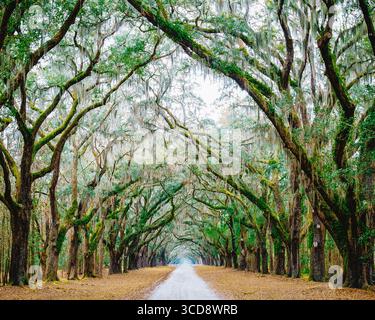Piantagione di Wormsloe a savannah, georgia Foto Stock