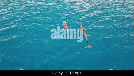 Il drone aereo cattura due delfini balene che nuotano con grazia nelle acque cristalline dell'oceano, mostrando la bellezza e la tranquillità della fauna marina. Natura selvaggia, vista dall'alto sullo sfondo del viaggio in mare Foto Stock