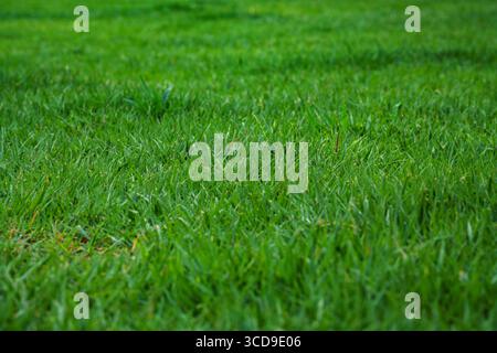 Vista ravvicinata dello sfondo della trama dell'erba verde lussureggiante Foto Stock
