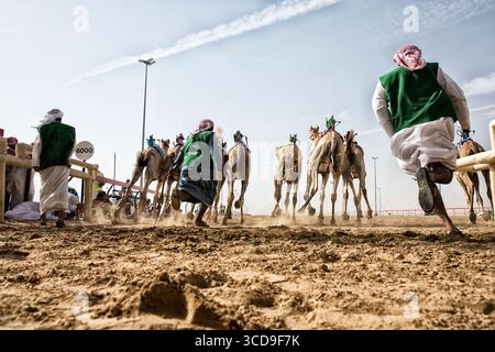 Tradizionale corsa di cammelli nell'arena del deserto con i cavalieri in gilet verdi, che mette in mostra il patrimonio culturale, la competizione, la velocità e la tradizione mediorientale. Foto Stock