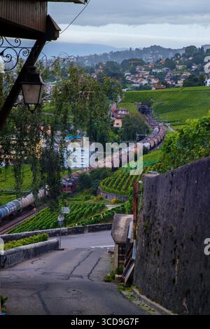 Lungo treno merci che si snoda attraverso i rigogliosi vigneti terrazzati verdi del Lavaux lungo un sentiero ripido sulle colline della Svizzera. Foto Stock