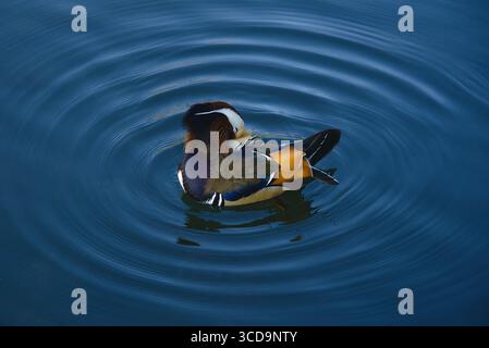 Colorata anatra mandarina che nuota in acqua serena a mezzogiorno Foto Stock