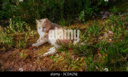 Un gatto domestico allo zenzero giace in un prato. Una giornata estiva soleggiata. Il gatto sta riposando. Foto Stock