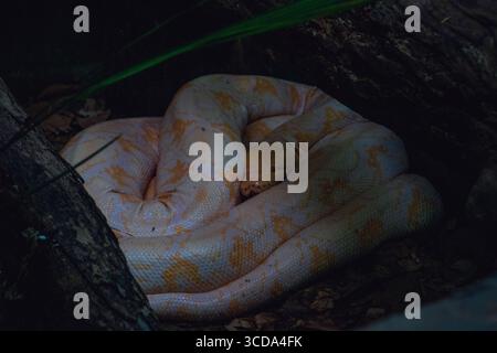 Un pitone birmano Albino bianco (Python bivittatus) riposa avvolto in un angolo ombreggiato del suo recinto dello zoo malese, con le sue scaglie di giallo pallido e bianco BL Foto Stock
