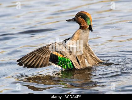 Un'anatra verde alata maschile mette in mostra le sue piume colorate mentre rema con grazia in acqua serena. La luce soffusa del mattino illumina i dettagli Foto Stock
