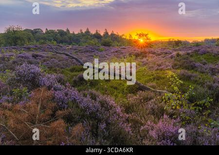 La mattina presto all'alba sopra l'erica viola nelle dune di Bakkeveense rivela un tranquillo paesaggio olandese. I vibranti fiori viola si estendono su un'area di g Foto Stock