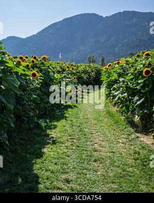 Un sentiero panoramico conduce attraverso un campo di girasoli sotto cieli azzurri. L'erba verde rigogliosa confina con il passaggio pedonale, con montagne che si innalzano sul retro Foto Stock