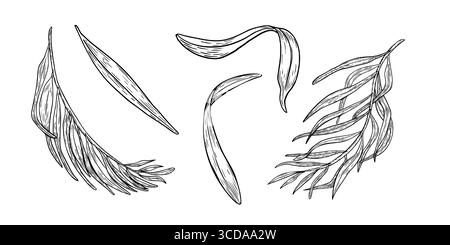 Illustrazioni in bianco e nero disegnate a mano di fronde di palma di acai e foglie esotiche isolate. Disegno del contorno vettoriale del fogliame. Le silhouette sono perfette per le stampe artistiche Illustrazione Vettoriale
