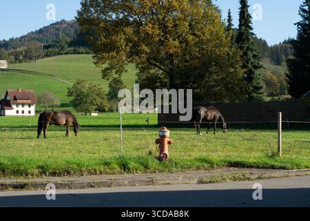 Due cavalli graziosi gusteranno un pasto sereno in un vibrante pascolo verde. La casa rustica del villaggio si trova sullo sfondo, circondata dalla bellezza della natura. Foto Stock