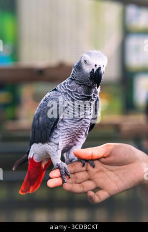 Timneh pappagallo grigio africano in piedi su una mano umana. Foto Stock