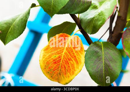 Foglie verdi e gialle su un albero, primo piano. Foto Stock