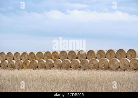 Balle di fieno disposte ordinatamente in un campo rurale con cielo aperto e calmo, catturando l'essenza dell'agricoltura di campagna in estate Foto Stock