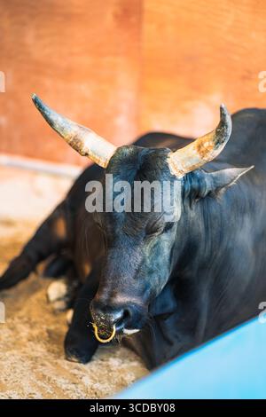 Ritratto di una mucca nera ibrida buff delle Highland che riposa nella stalla. Foto Stock
