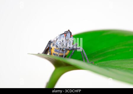 Cera cicale in natura Foto Stock
