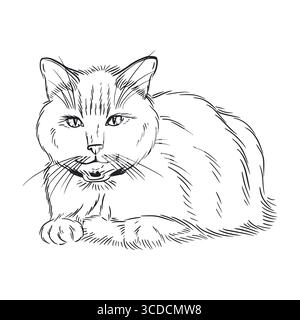 Gatto siamese in collari, gatto soffice in posizione sdraiata, disegnato a mano in inchiostro, tradotto in vettore. L'illustrazione è adatta per la stampa su colori Illustrazione Vettoriale