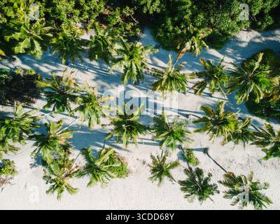 Palmeto sulla spiaggia tropicale delle Maldive. Vista dall'alto verso il basso del drone Foto Stock