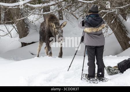 La fotografa Veronique Amiard fotografa un giovane alce che le si avvicina, il parco nazionale di Gaspesie, provincia del Quebec, Canada, Nord America Foto Stock