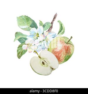 Acquerello mele. Frutta fresca e succosa intera, metà e fiore. Clip art disegnata a mano isolata per alimenti, confezioni cosmetiche e design di menu. Poster Illustrazione Vettoriale