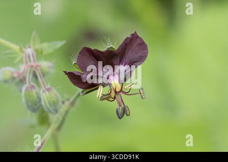 Cranesbill (Geranium phaeum), (Allium aflatunense), an den Dorfwiesen 9, Repubblica Federale di Germania Foto Stock