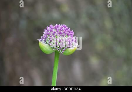 Porro ornamentale (Allium sp.), gemma, Renania settentrionale-Vestfalia Foto Stock