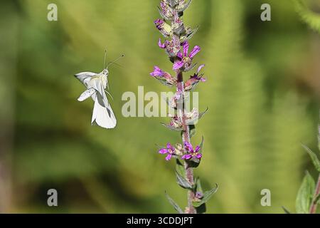 Farfalla al limone (Gonepteryx rhamni) atterrando sul fiore di Lythrum salicaria (Lythrum salicaria), Wilnsdorf, Renania settentrionale-Vestfalia, Germania Foto Stock