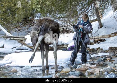 La fotografa Veronique Amiard fotografa un giovane alce che rimane accanto a lei su un fiume ghiacciato, parco nazionale di Gaspesie, provincia del Quebec, Canada, Foto Stock