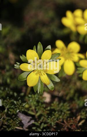 Aconiti invernali (Eranthis hyemalis), fiori aperti, Wilnsdorf, Renania settentrionale-Vestfalia, Germania Foto Stock