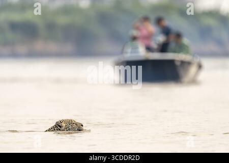 Giaguaro (Panthera onca), nuoto nel fiume di fronte a una barca, North Pantanal, Joselandia, Barao de Melgaco, Mato grosso, Brasile Foto Stock
